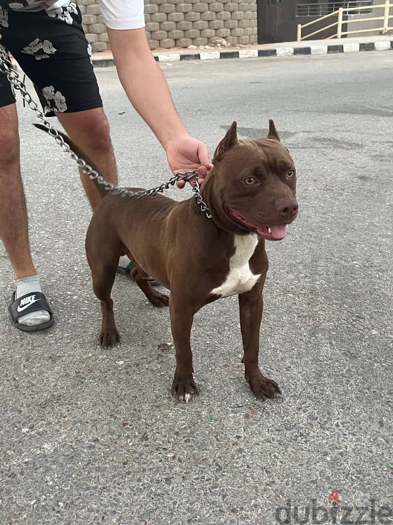 american pitpull 1
