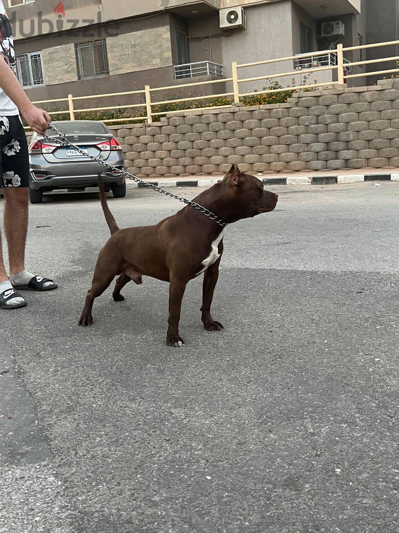 american pitpull 4