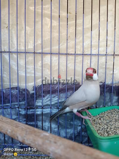 قص جاوا حجم سوبر چامبو