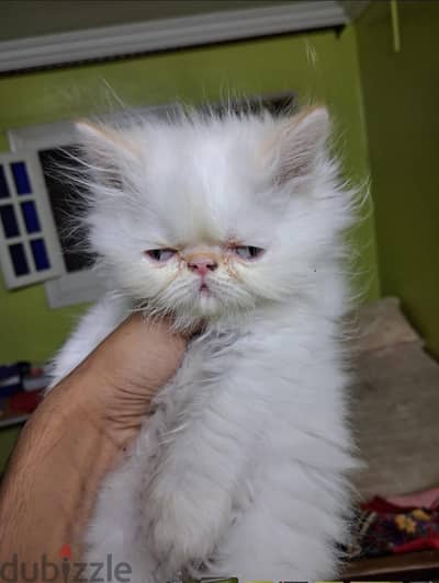 قط بيرشن مع هيمالايا