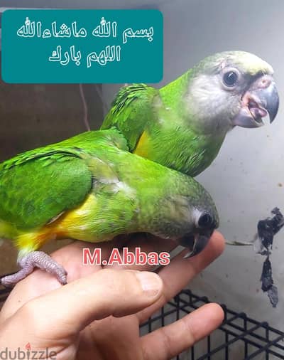 لعشاق التدريب بغبغان  سنغالى زنجبارى الغلابة