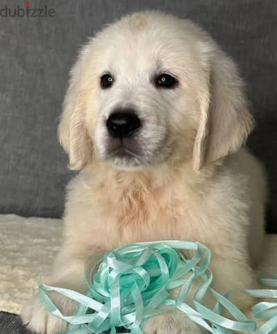 Golden retriever puppy boy from Russia