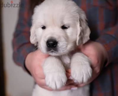 Golden retriever puppy from Russia
