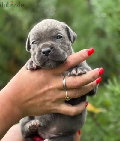 Cane corso puppy boy from Russia