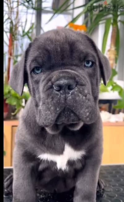 Cane corso puppy boy from Russia