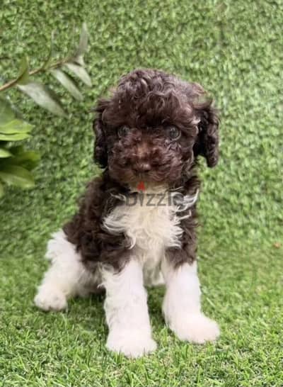 Toy poodle puppy boy from Russia