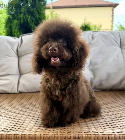 Toy poodle puppy boy from Russia