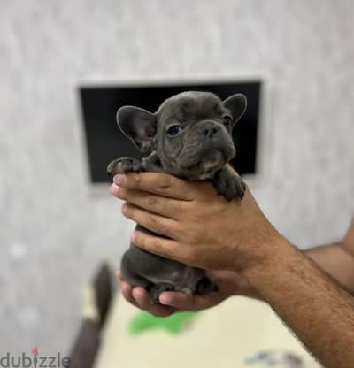 French bulldog puppy boy from Russia