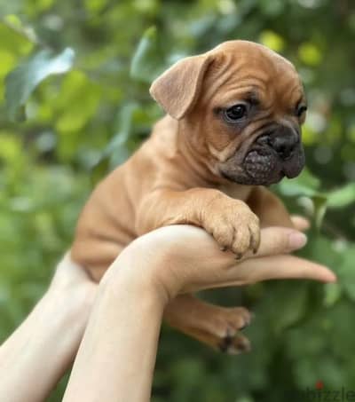 French bulldog puppy boy from Russia