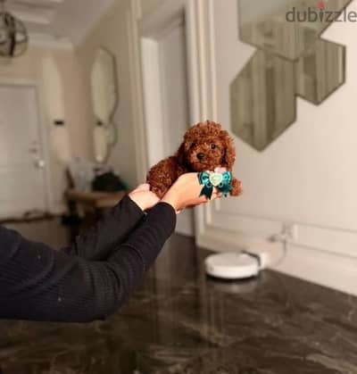 Toy poodle boy from Russia