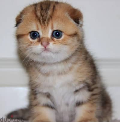 Scottish fold shorthair kitten female from Russia