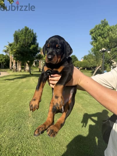 Female Doberman for sale