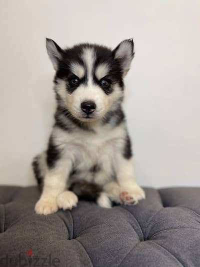 Husky هاسكي