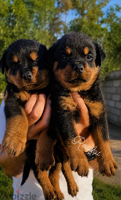 روت وايلر Rottweiler