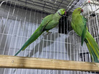 دره هندي