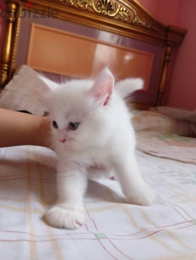 قطة شيرازي ميكس domestic Longhair