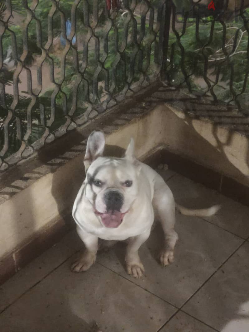 Rokyy 2