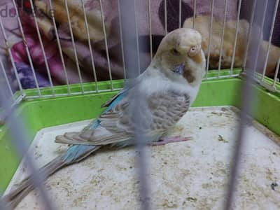 بنت انصاص شغاله