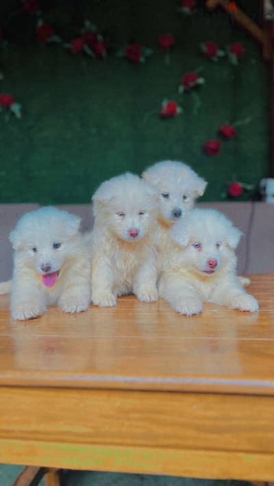 Samoyed puppies