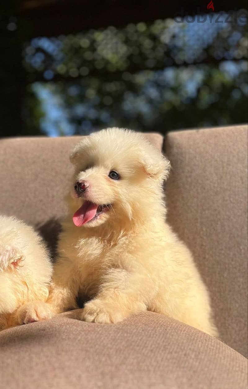 Samoyed puppies 1