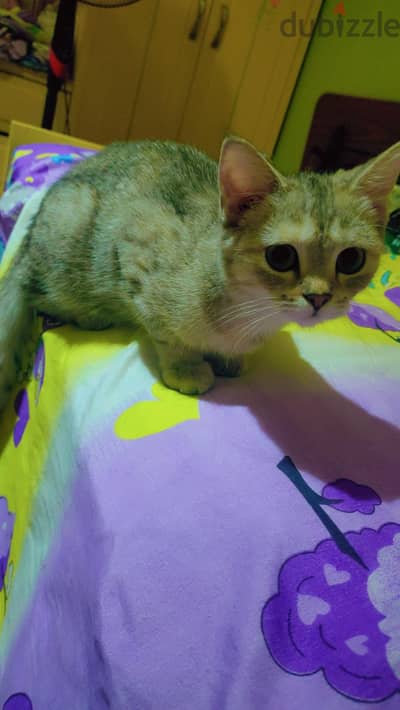 British shorthair cat