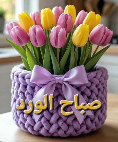محمد اسامه على احمد