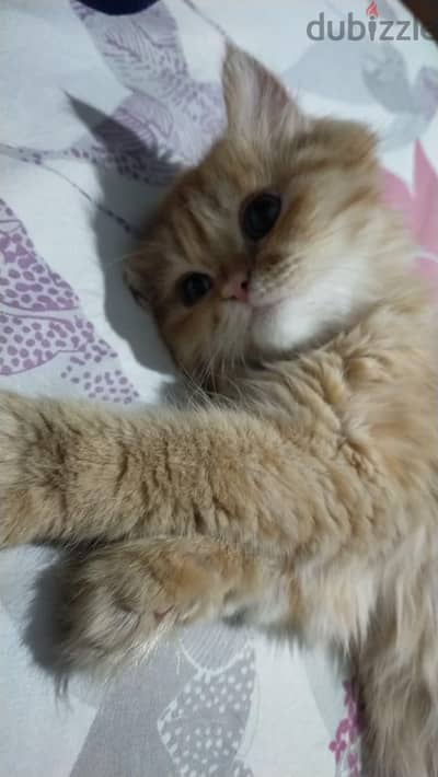 قطه للبيع