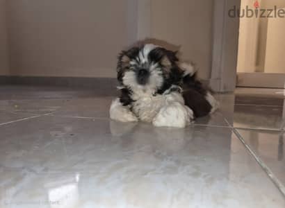 Purebred female Shih Tzu
