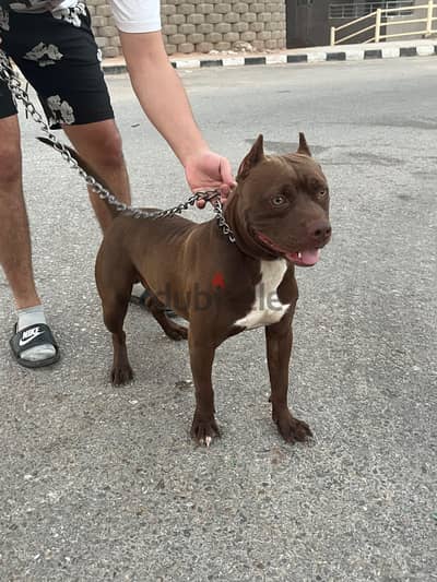 american pitpull 6 months
