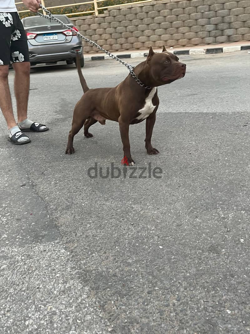 american pitpull 6 months 1