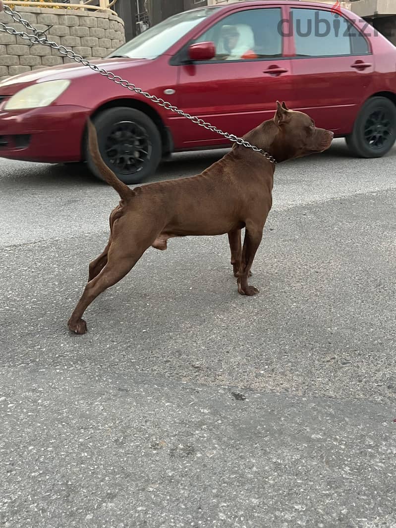 american pitpull 6 months 2