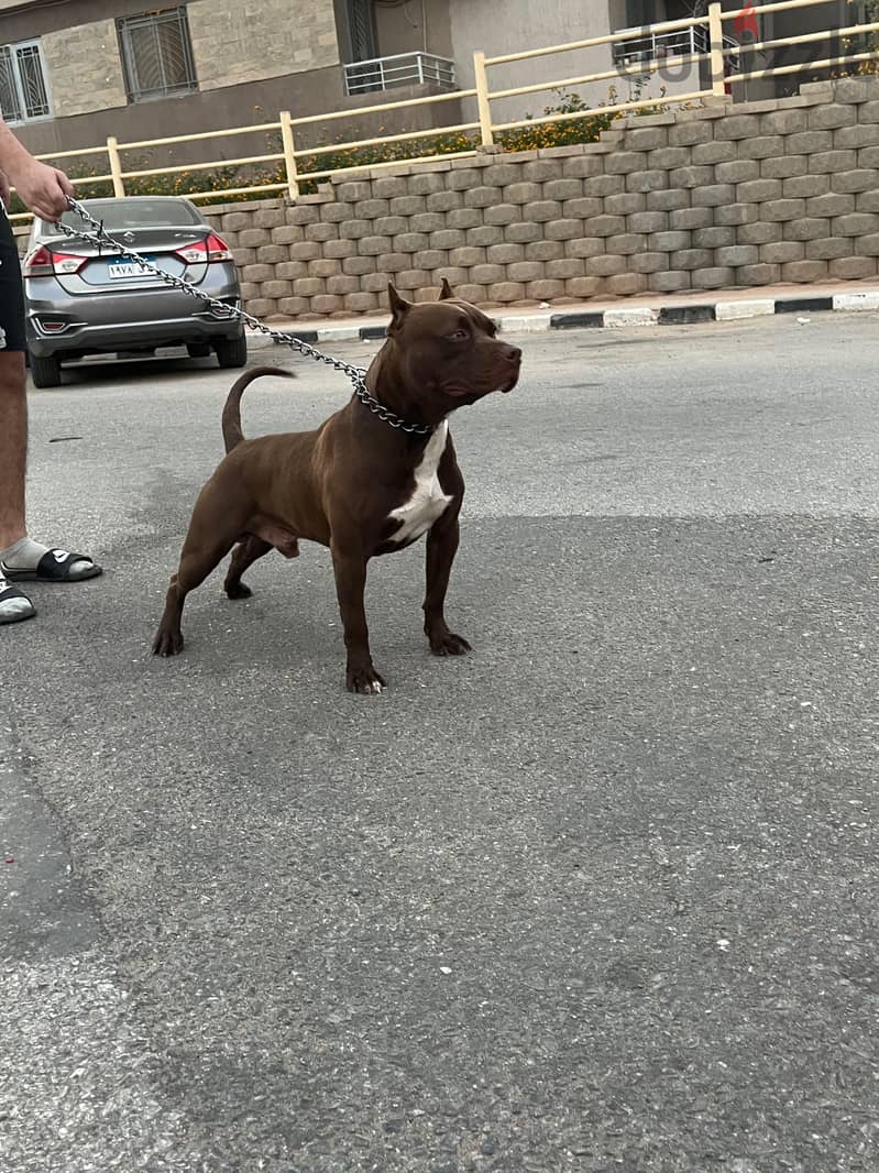 american pitpull 6 months 3