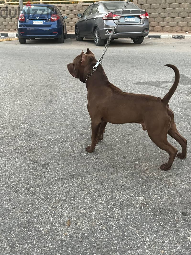 american pitpull 6 months 4