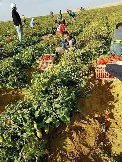 استـلااام فـوررري استلم مزرعة ٣ فدان  دلوقتي في مزارعنا بمقـدم 50% وقسـط الباقي بتسهيل في السداد .