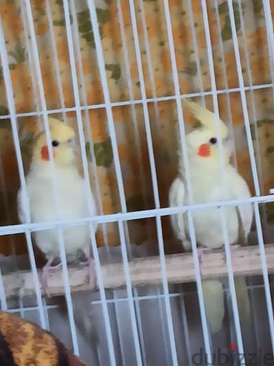 جوز كوكتيل  ابيض عمر سنه ونص شغال عيون حمرا