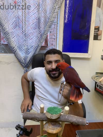 بغبغان اكلكتوس