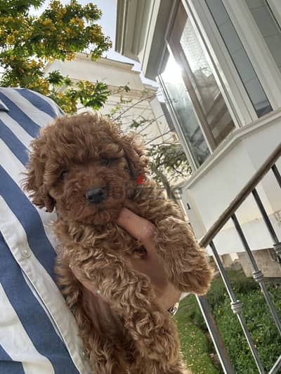 Poodle toypoodle بودل