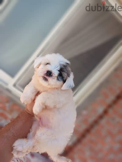 havanese