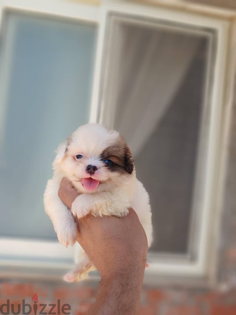 havanese 1