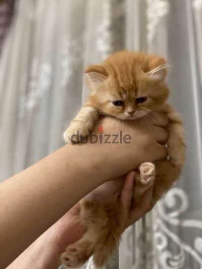 قطه للبيع