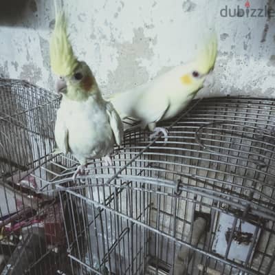 ذكور كوكتيل