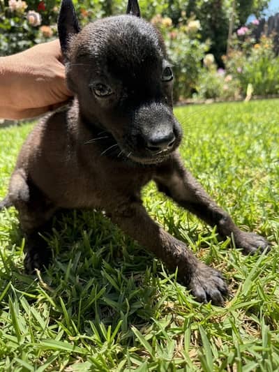 Top Quality Belgian Malinois Puppy | Champion Bloodline 