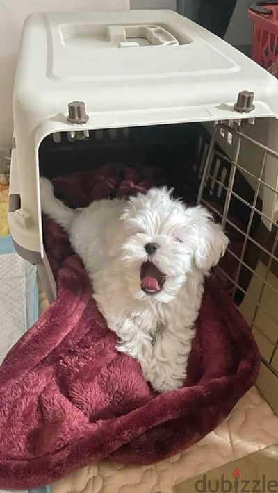 Maltipoo, Havanese