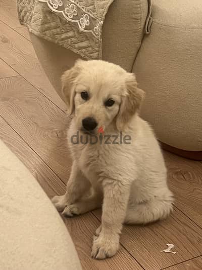 Golden Retriever