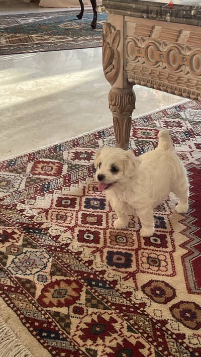 Maltese chihuahua puppy