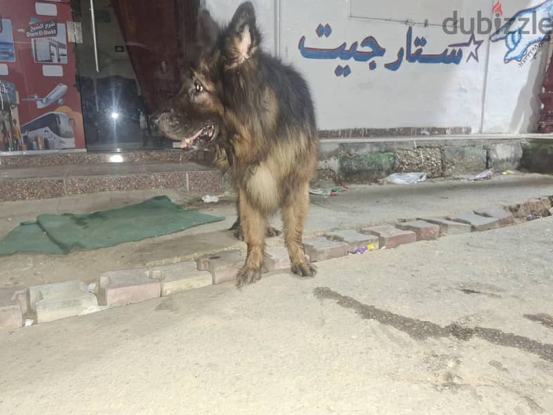 محمود 3