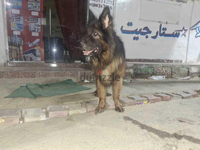 محمود 6