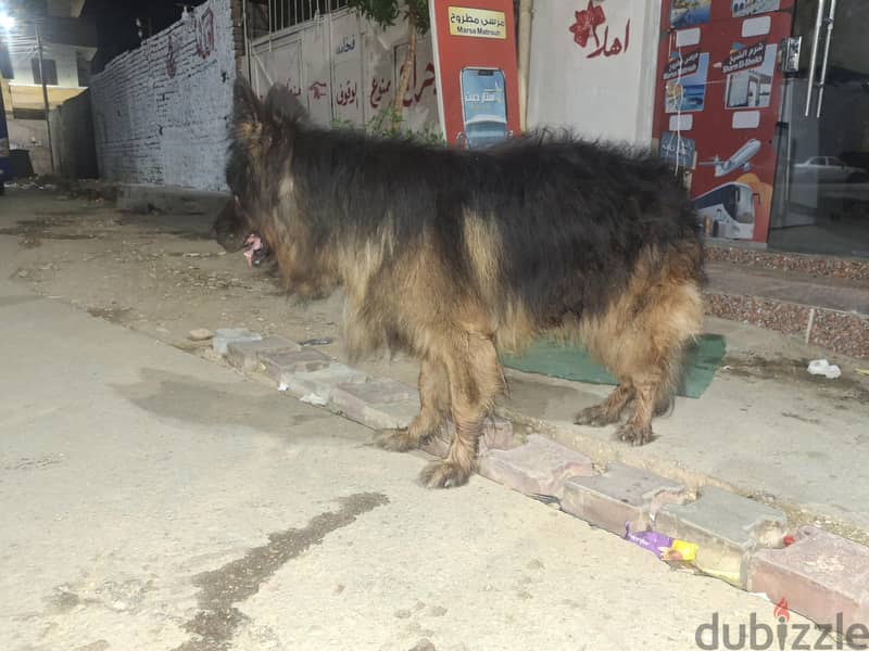 محمود 8