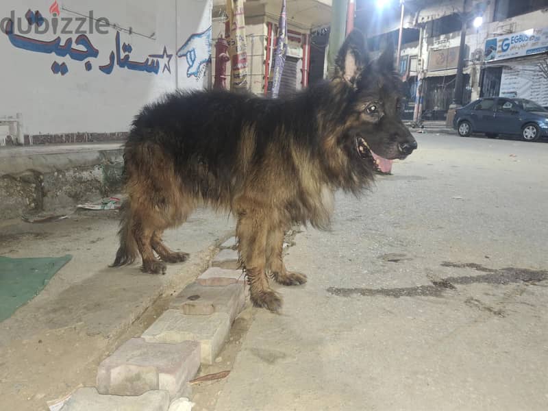 محمود 11