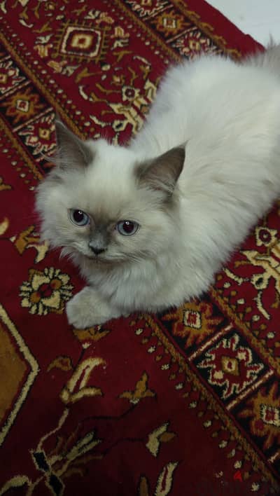 قطه هيمالايا شوكلت لزواج